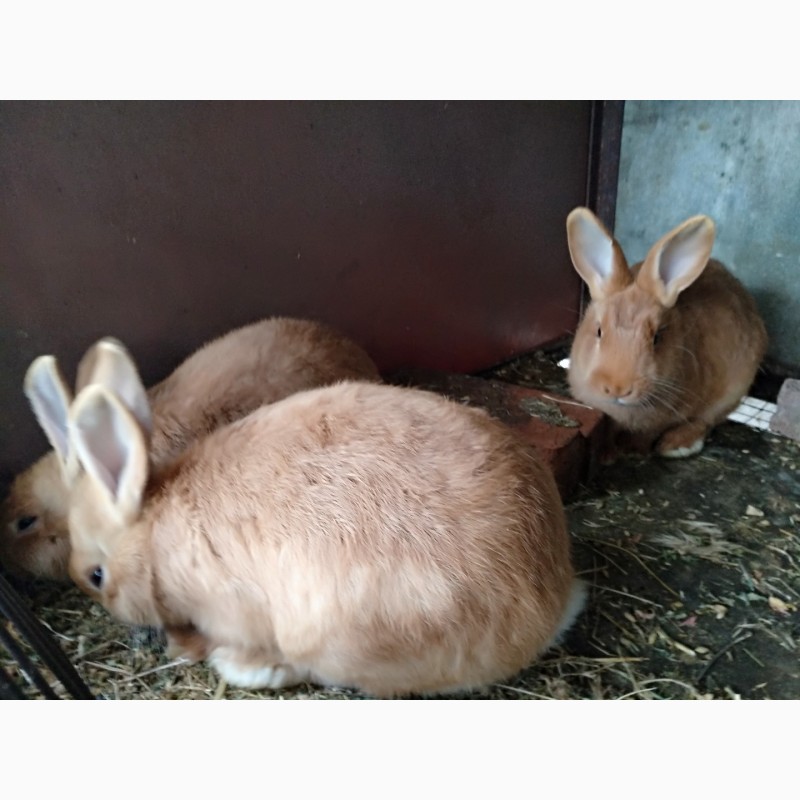 Фото 5. Кролики разных пород