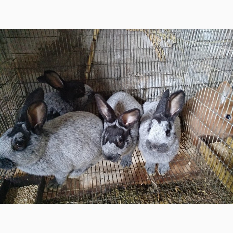 Фото 6. Кролики разных пород