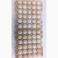 Инкубационные яйца индюков