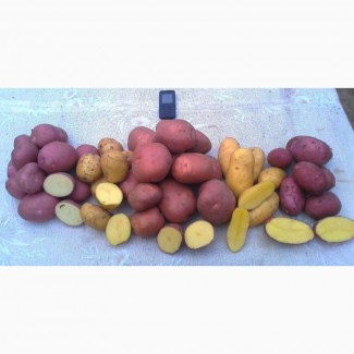 Продам товарный и семенной картофель отличного качества - урожай 2018