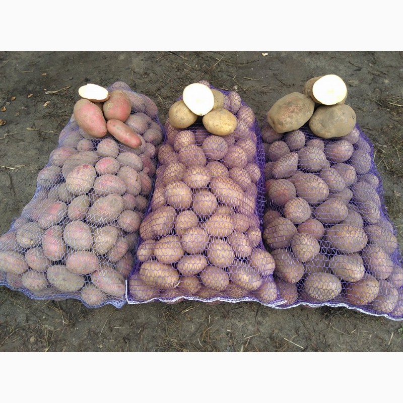 Фото 2. Продам товарный и семенной картофель отличного качества - урожай 2018
