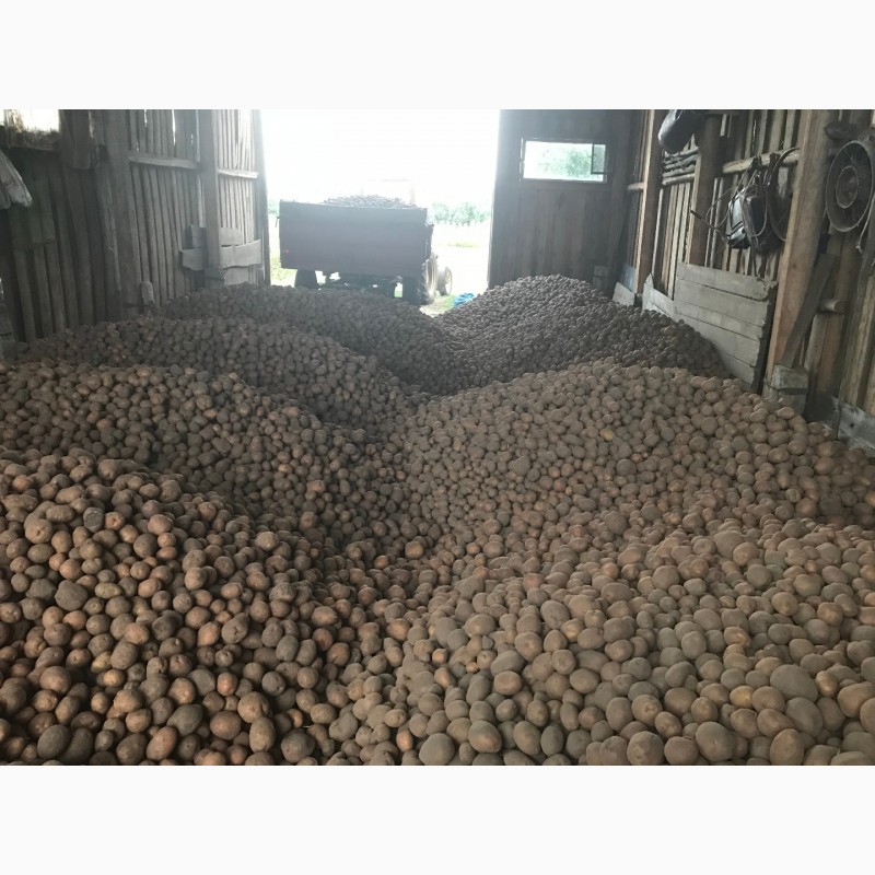 Фото 4. Продам товарный и семенной картофель отличного качества - урожай 2018