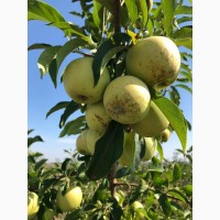 Продам яблоки сорт Джонатан, Айдаред, Голден