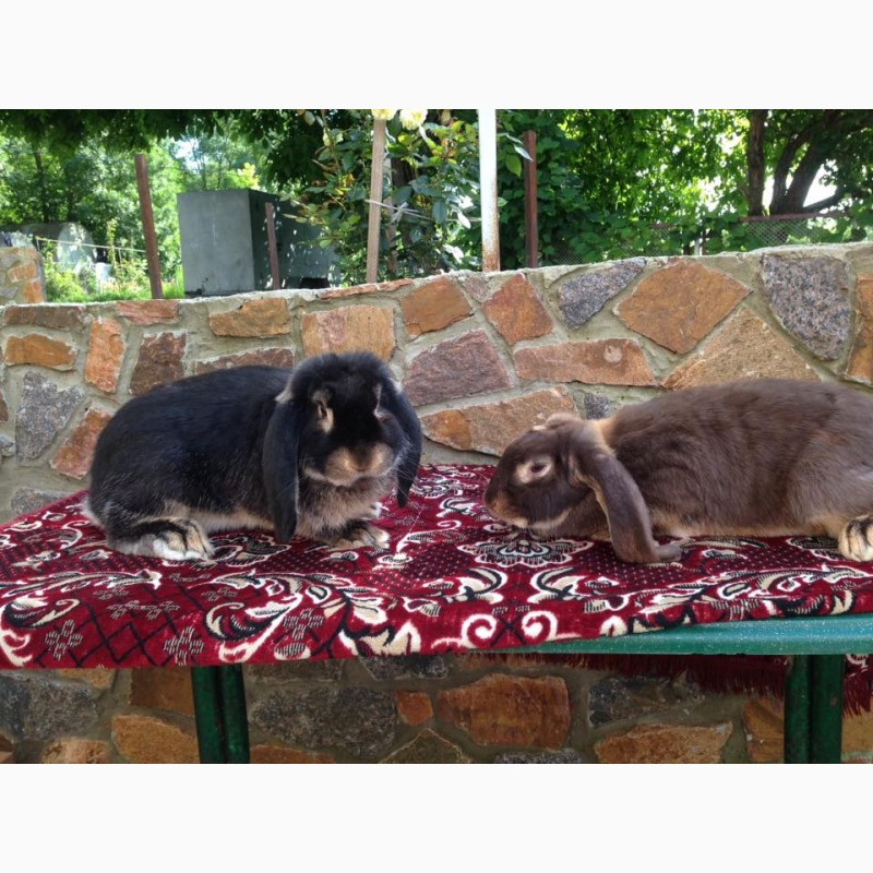 Фото 2. Продам кроликов Французкий баран