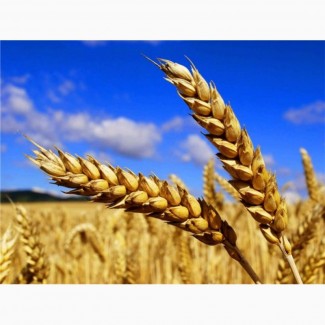 Пшениця (зерно в мішках по 25 кг.)