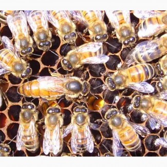 Продам пчеломатки (бджоломатки) породи ІталійкаF1 2019 рік