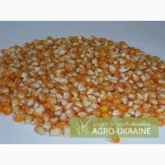 Продам кукурузу в Черниговской области