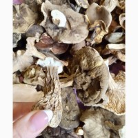 Сушеные грибы отличного качества для ресторанов и оптовиков