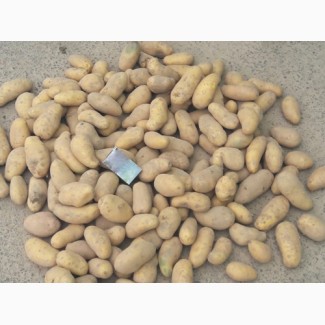 Продам нові урожайні сорти насінної картоплі, семенного картофеля