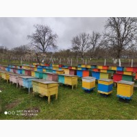 Бджолопакети Карпатка