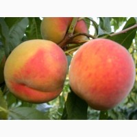 Продам персики из собственных садов. В наличии до 20 тонн