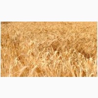 Семена озимой пшеницы СТАЛЕВА