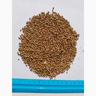 Кориандр, зерно кориандра, целый кориандр золотистый 2019 год