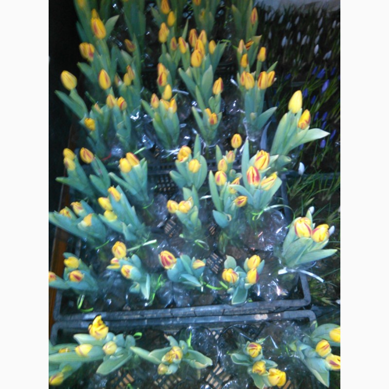 Фото 2. Тюльпаны, гиацинты, крокусы и другие цветы оптом к 8 марта и 14 февраля