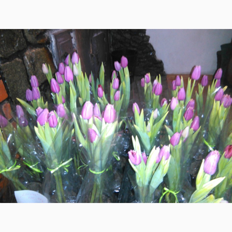 Фото 3. Тюльпаны, гиацинты, крокусы и другие цветы оптом к 8 марта и 14 февраля
