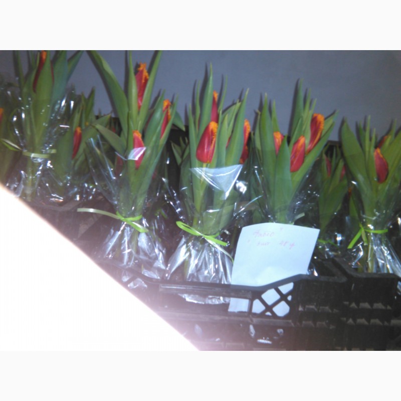 Фото 4. Тюльпаны, гиацинты, крокусы и другие цветы оптом к 8 марта и 14 февраля
