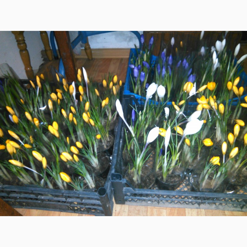 Фото 5. Тюльпаны, гиацинты, крокусы и другие цветы оптом к 8 марта и 14 февраля