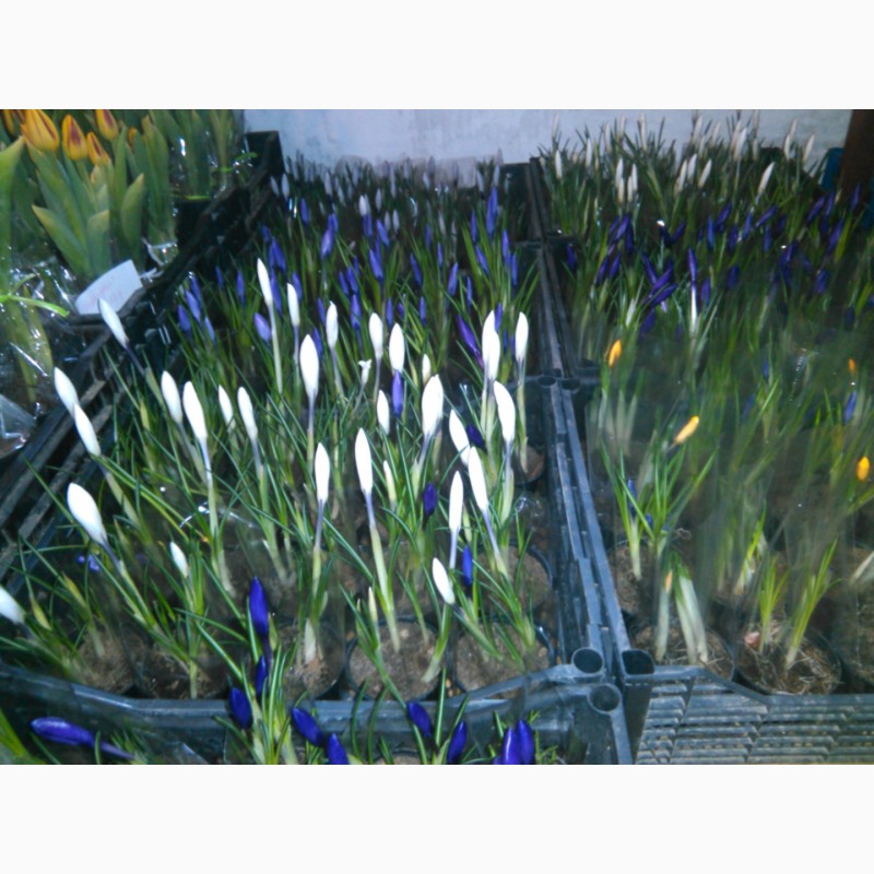 Фото 6. Тюльпаны, гиацинты, крокусы и другие цветы оптом к 8 марта и 14 февраля