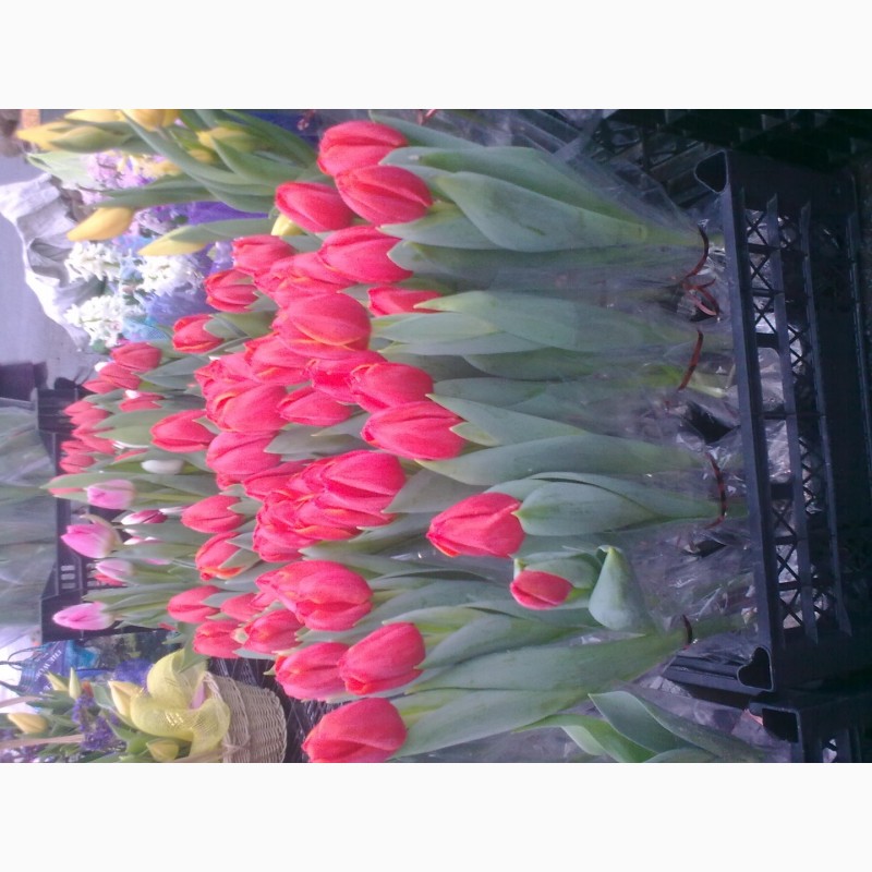 Фото 7. Тюльпаны, гиацинты, крокусы и другие цветы оптом к 8 марта и 14 февраля