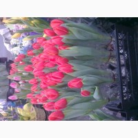 Тюльпаны, гиацинты, крокусы и другие цветы оптом к 8 марта и 14 февраля