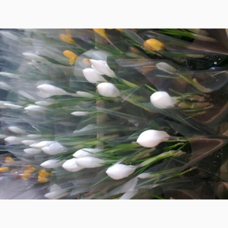 Фото 8. Тюльпаны, гиацинты, крокусы и другие цветы оптом к 8 марта и 14 февраля