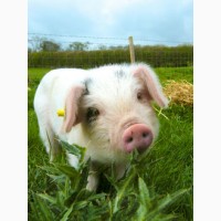 Продам СВИНЕЙ || Черкаси і область || Купити свиней жива вага 10, 20, 100 кг