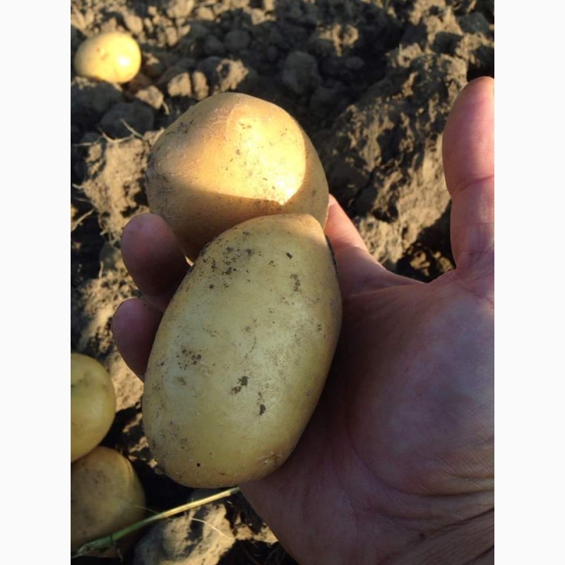 Фото 2. Продам насіневу картоплю