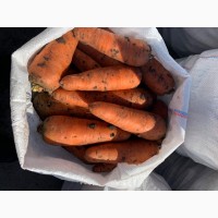 Продам морковь Абако