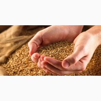 Продам посевной материал озимой пшеницы Баграт элита Краснодарская селекция