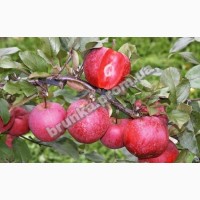 Яблуня зимова червономясна Оддісо