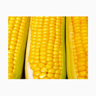 Насіння кукурудзи ДКС 3795 ФАО 250