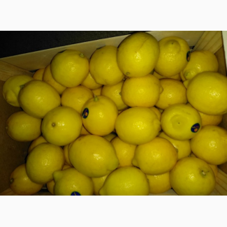Продам лимон разных сортов