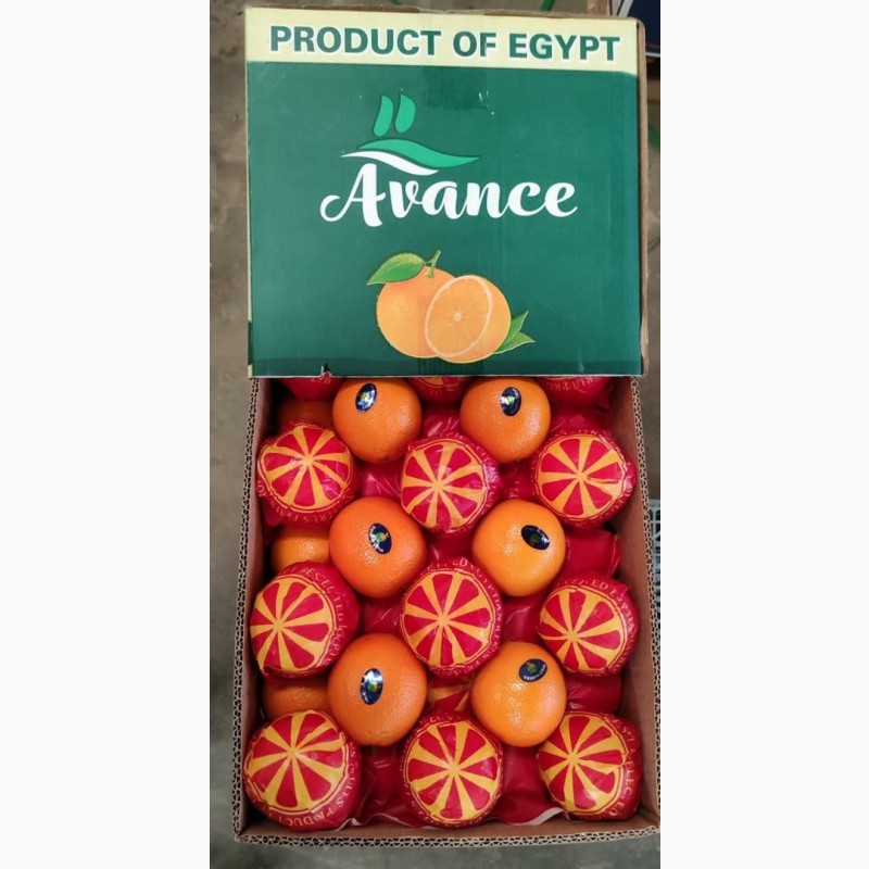 Фото 12. Качественный египетский летний апельсин