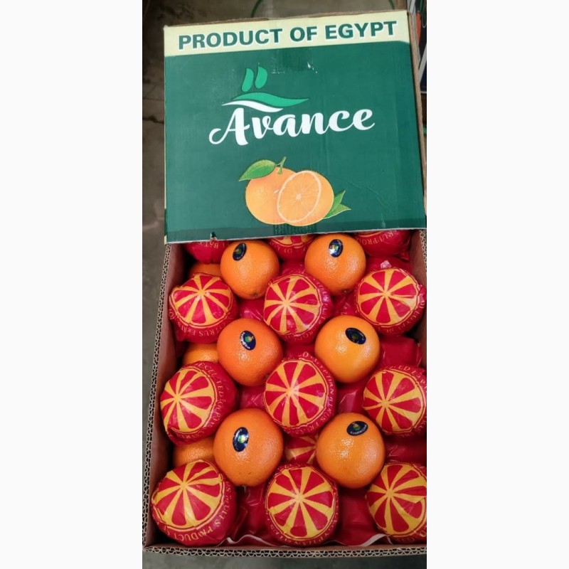 Фото 15. Качественный египетский летний апельсин