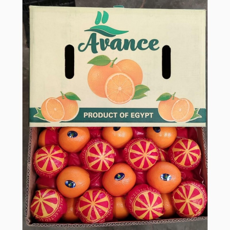 Фото 16. Качественный египетский летний апельсин