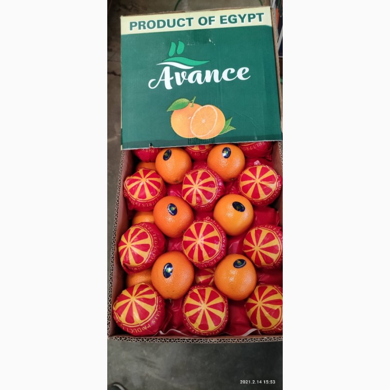 Фото 9. Качественный египетский летний апельсин