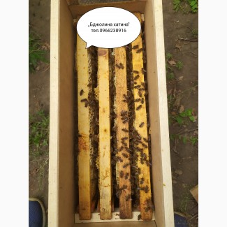 Бджолосім#039;ї та бджолопакети з доставкою