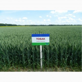 Продам насіння озимої пшениці Тобак (Saaten Union)