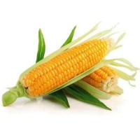 Семена кукурузы Амарок 300/ п.о
