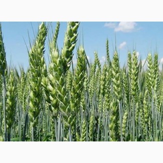 Продам насіння озимої пшениці Колонія Лімангрейн