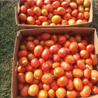 Продам помидоры с поля