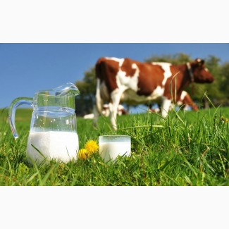 Свежайшее коровье молоко