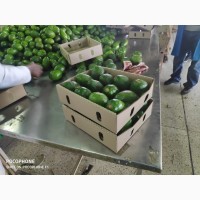 Поставка Авокадо из Кении