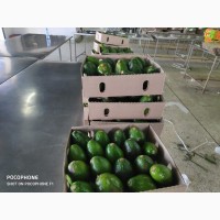 Поставка Авокадо из Кении