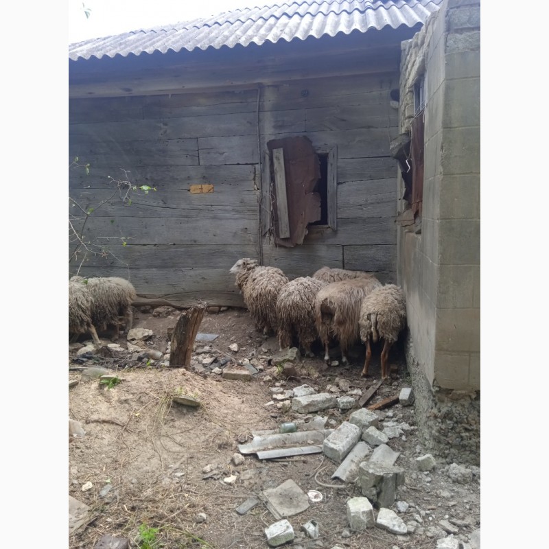 Фото 10. Продам овец на племя