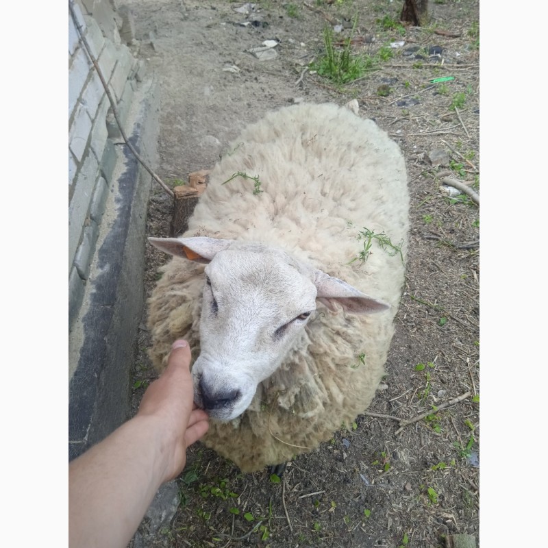 Фото 2. Продам овец на племя