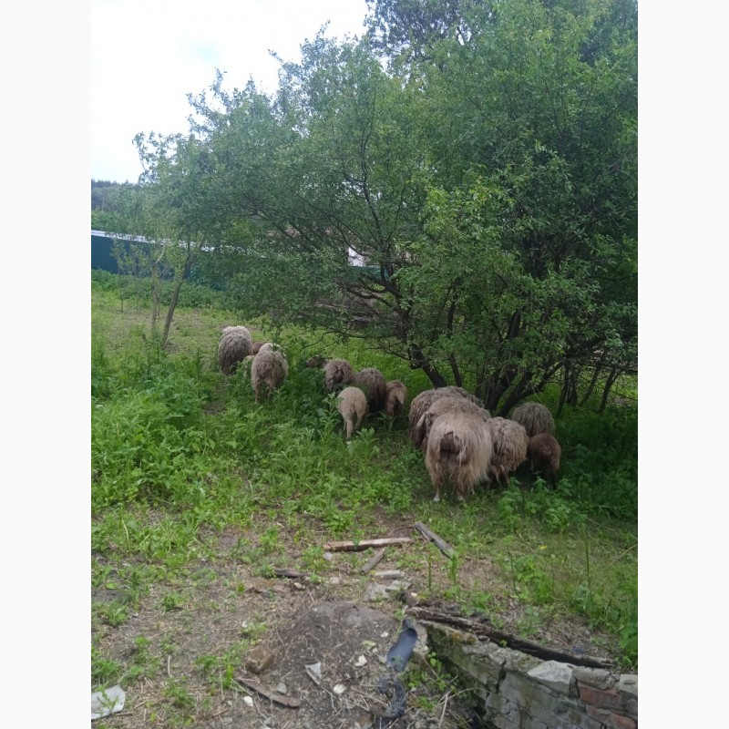 Фото 3. Продам овец на племя