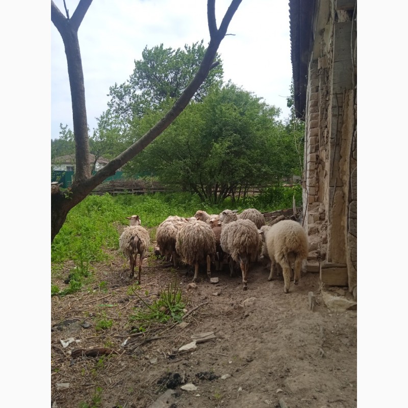 Фото 5. Продам овец на племя