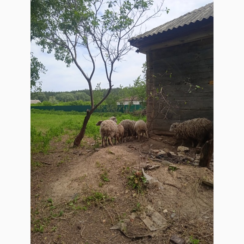 Фото 7. Продам овец на племя