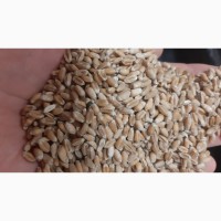 Продам пшеницю з 19 кл